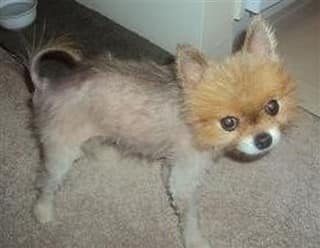 Pomeranian shaved hot sale down